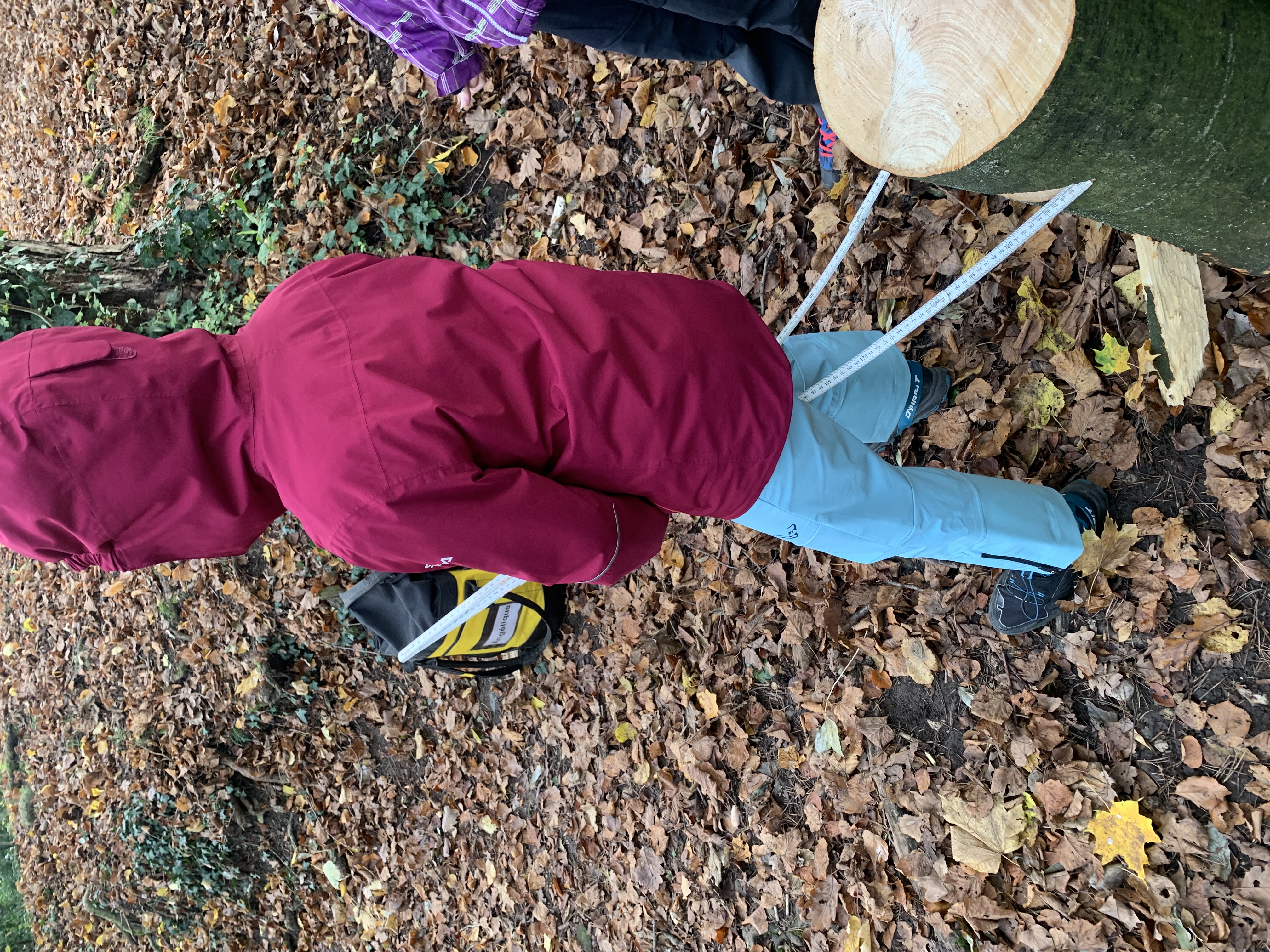 Ecole en forêt - direction de l'arbre