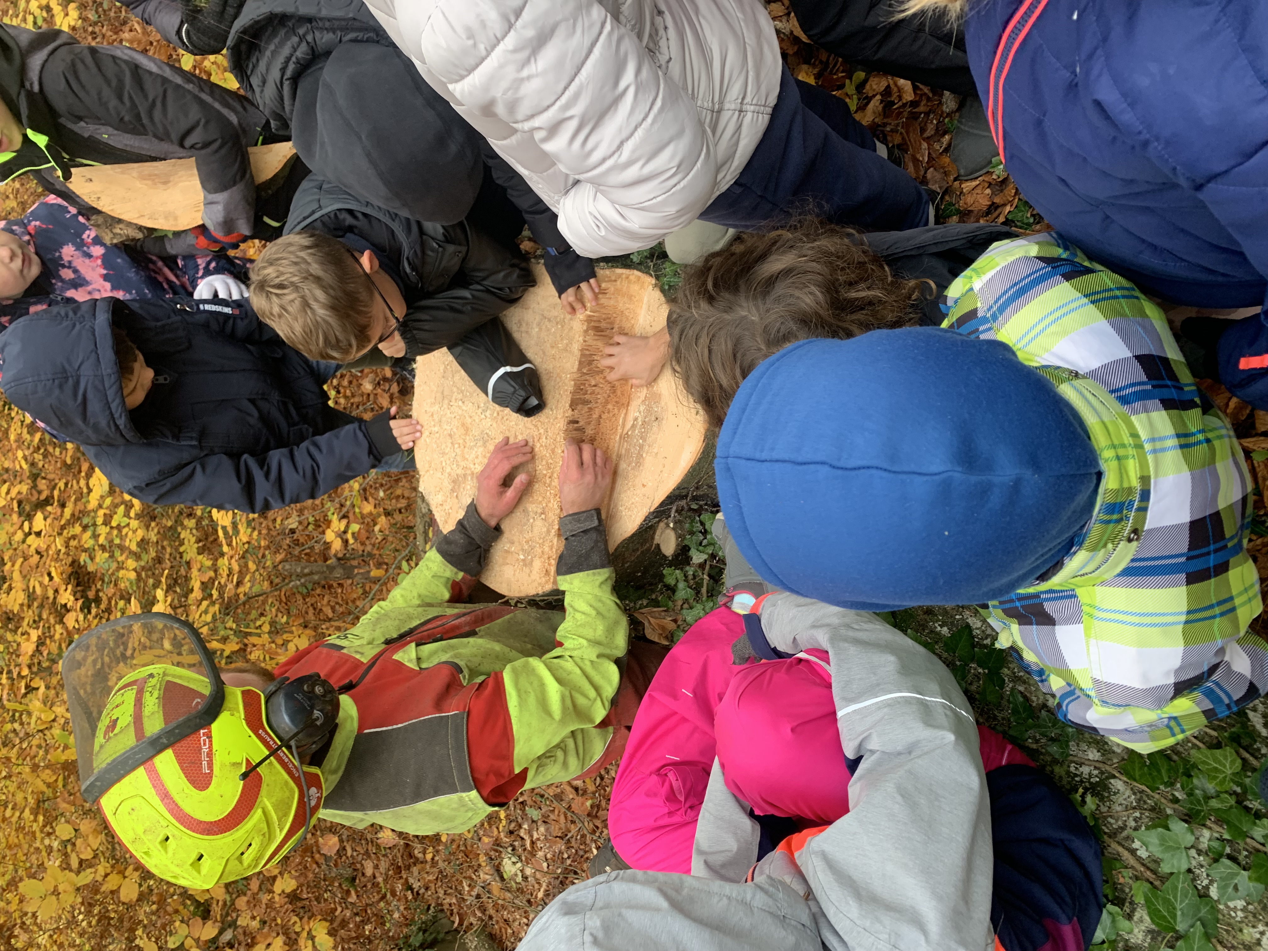 Ecole en forêt - l'age d'un arbre